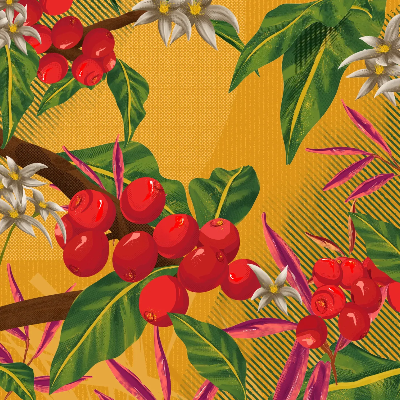 Ilustración: cerezas de café maduras y flores del cafeto